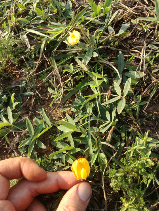 Wild species of <em>Arachis</em> on the field in Argentina